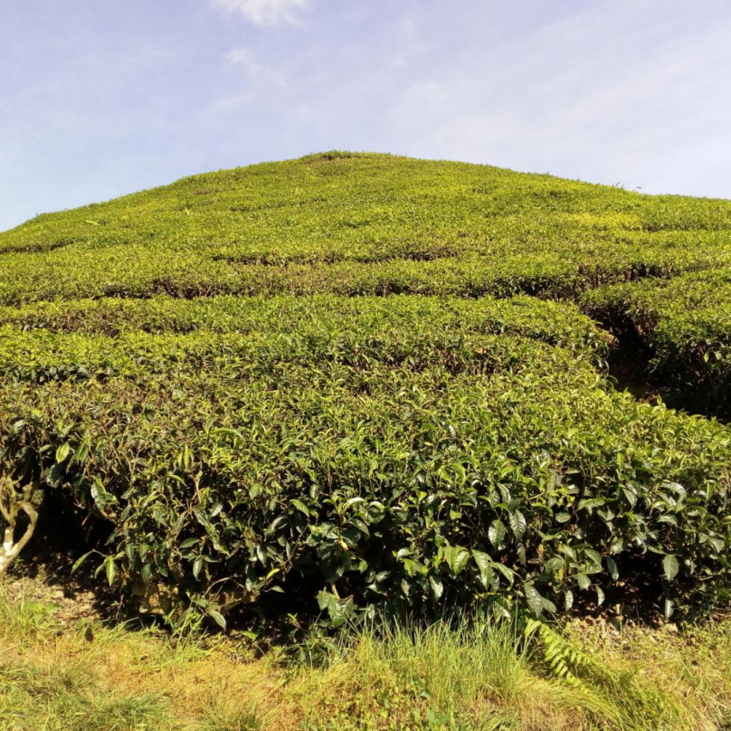 Čajové keří pokrývají i místní kopce