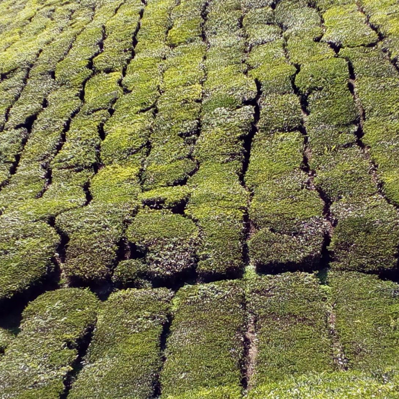 Jakoby krajina byla pokryta zeleným kobercem