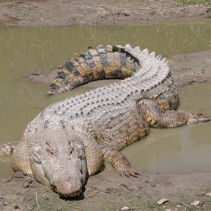 Aby toho nebylo málo, žijí v Austrálii i krokodýlové. Při severním pobřeží lze narazit na rokodýla mořského, libuje si nejen ve vodě mořské, ale i v ústí řek. Setkání s tímto dravcem může mít pro člověka fatální následky.