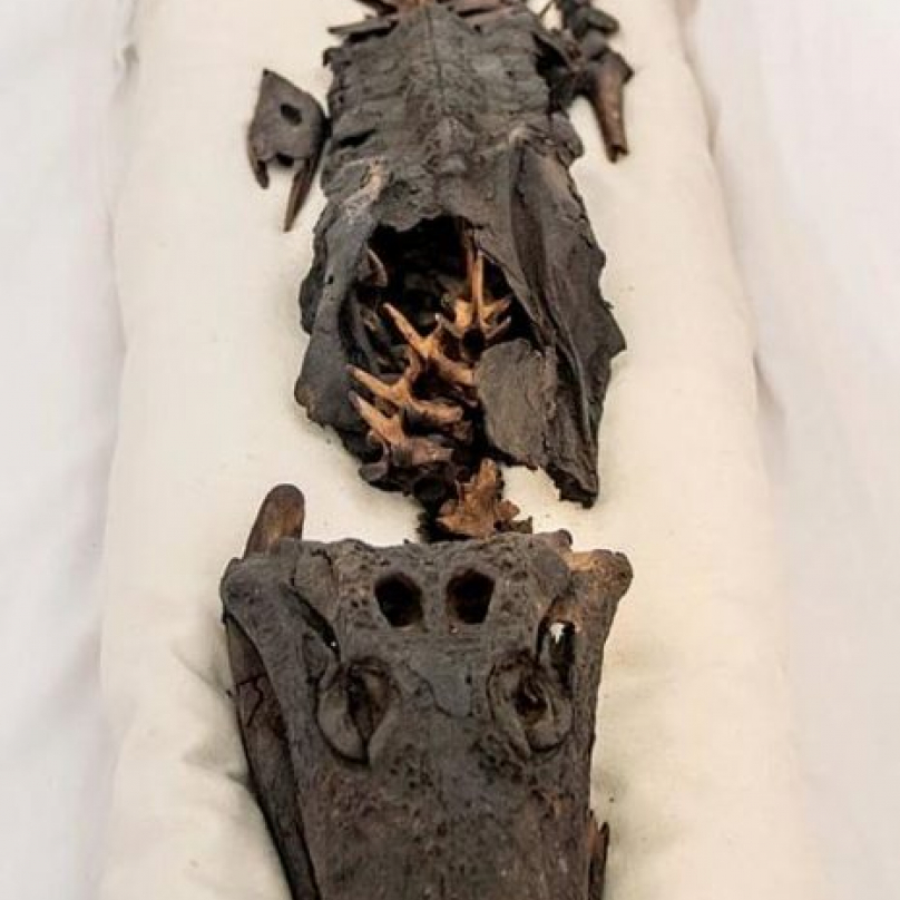 Descubra los secretos ocultos de la momia de dos cabezas durante más de 100 años – Blog News