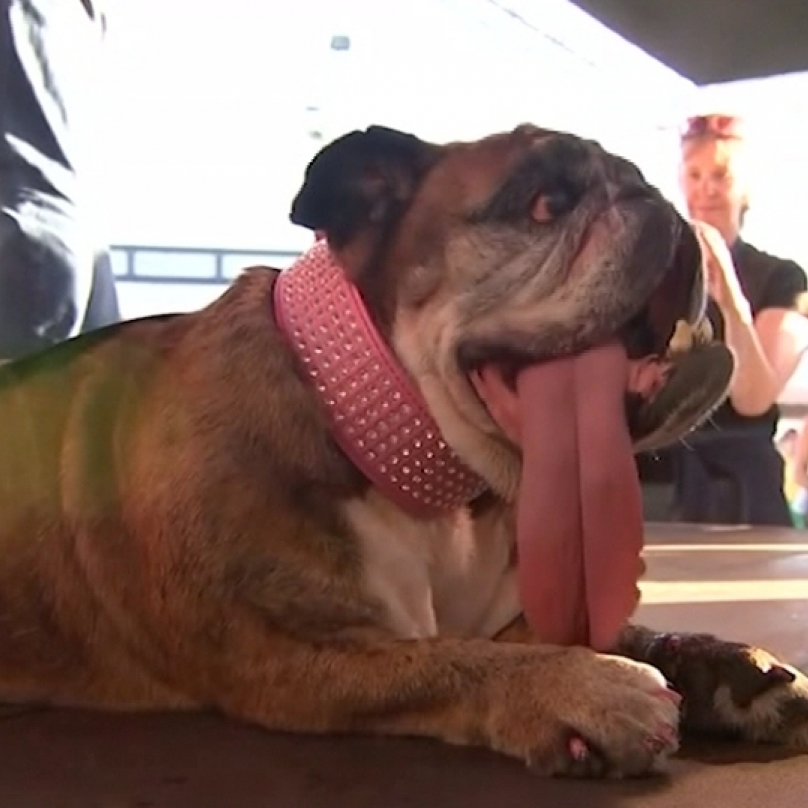 Letošní vítězkou tradiční soutěžě o nejošklivějšího psa světa se stala devítiletá fenka anglického buldoka Zsa Zsa