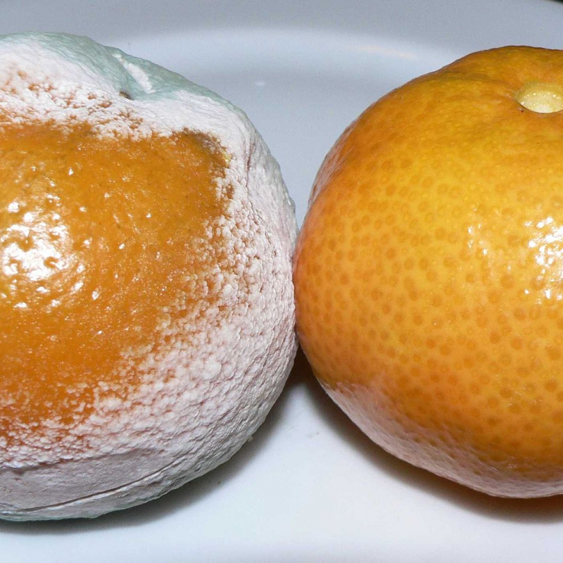 Penicilin na pomeranči.