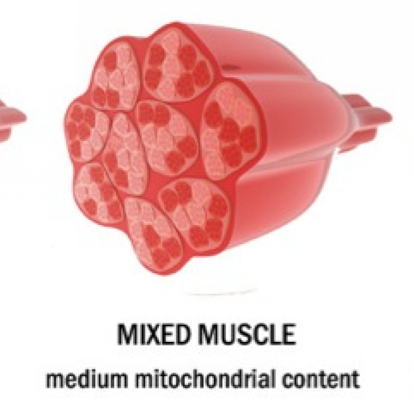 Rozdíl mezi červenými a bílými svalovými vlákny 
