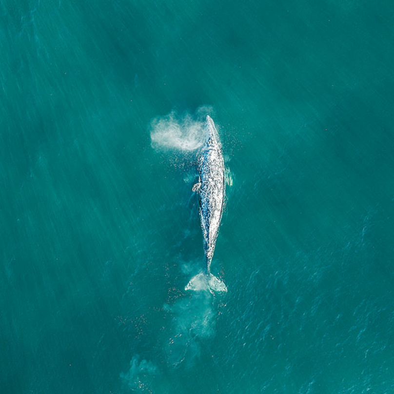 Pravidelná podzimní migrace velryb kolem západního pobřeží USA od Aljašky směrem na jih bývá velkou podívanou nejen na oregonských plážích. Odložte foťák a zaleťte si kousek nad hladinu, uvidíte něco nádherného.