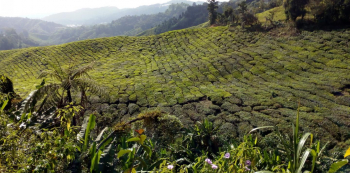 Čajové plantáže v Cameron Highlands