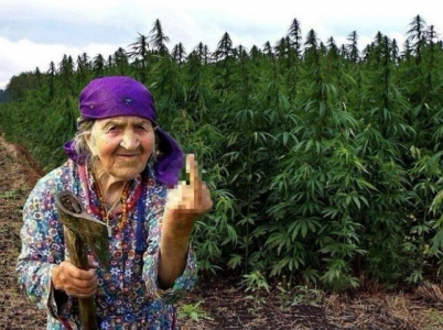 Pár kalifornských důchodců jel na Vánoce za rodinou s 27 kilogramy marihuany. (Ilustrační foto)