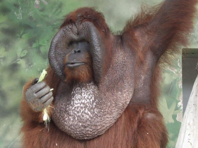 Orangutan Ňuňák byl českou opičí filmovou legendou.