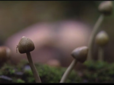 S psychedeliky je sranda! Podle všeho ale můžou ulevit i těžce psychicky nemocným.