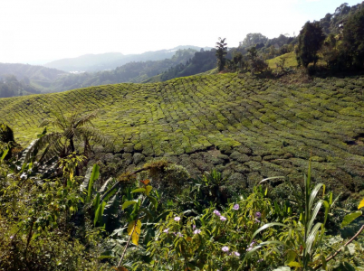 Čajové plantáže v Cameron Highlands