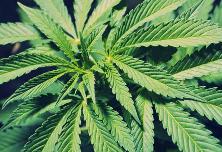 Marihuana je v USA hitem! Legalizace změnila pravidla.