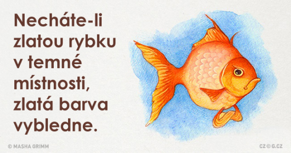 2) Máte doma zlatou rybku? A plní přání ona vám, nebo vy jí?