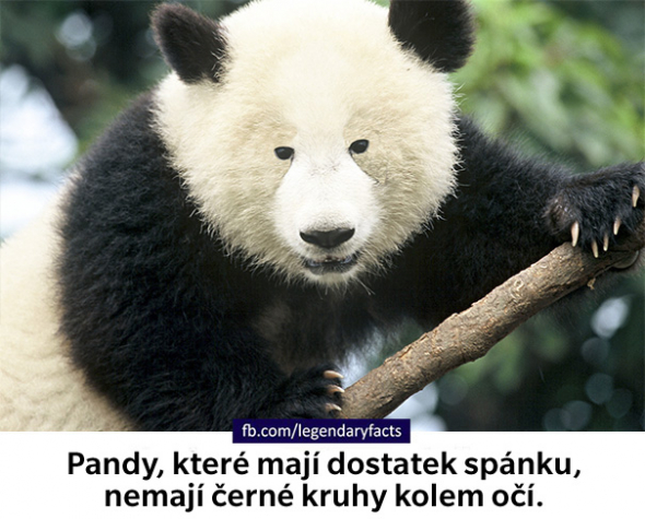 13. To takhle jednou Chuck Norris kopnul polárního medvěda do ksichtu a vznikla panda