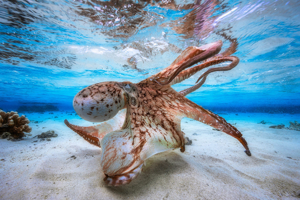 1. Absolutní vítěz, Tančící chobotnice, ostrov Mayotte - Gabriel Barathieu, Francie