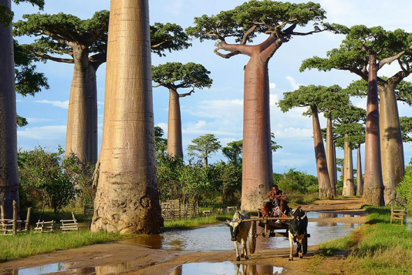 4. Baobab na Madagaskaru
