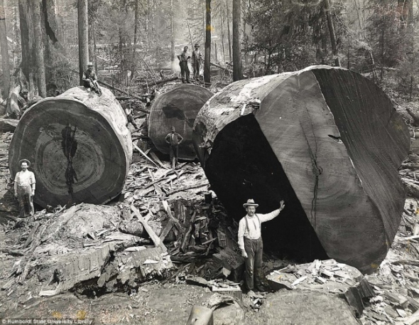 2. Kalifornští dřevorubci kácí obří sekvoje, 1915.
