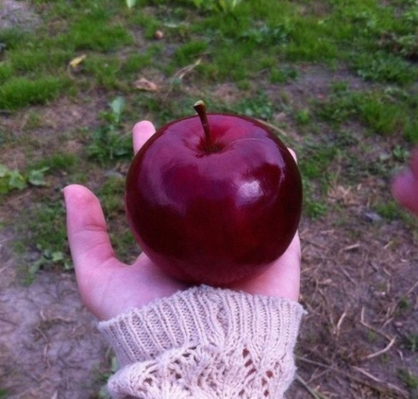 3) Jablko v dokonalém tvaru (trochu jako to z pohárky o Sněhurce)