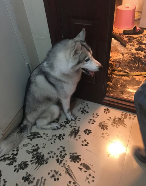 1. Husky se rozhodl trochu oživit rodinný dům svých páníčků. Stačily mu na to pouze 3 hodiny.