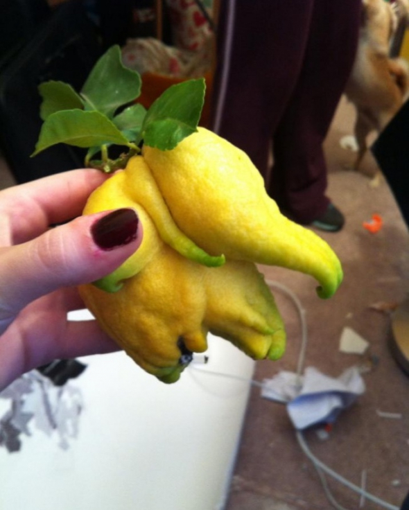 1. Slon z citronu 