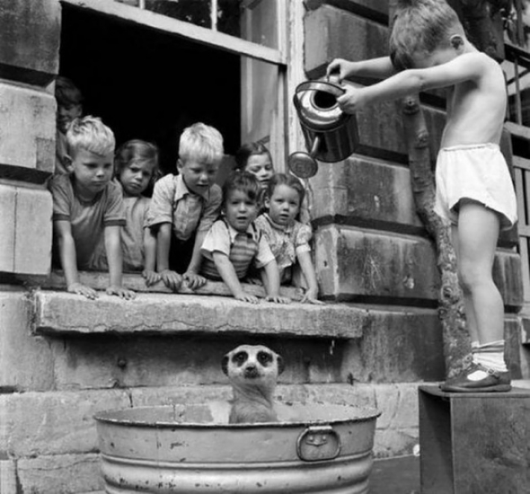 3. Děti umývají surikatu, jižní Afrika 1950