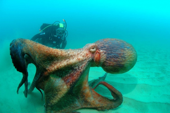 6. Krásná chobotnice