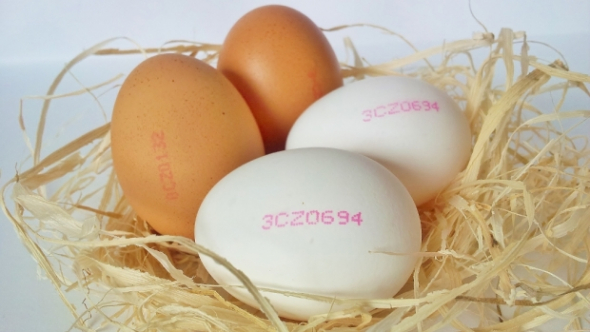 2. Ročně se vyveze z ČR vajec za 839 milionů Kč (hlavně do Ruska, Polska Německa)