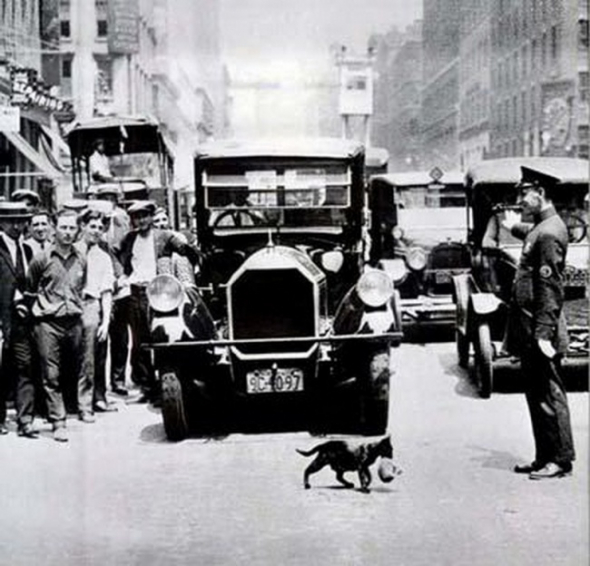 12. Kočičí máma zastavila provoz, New York, 1925