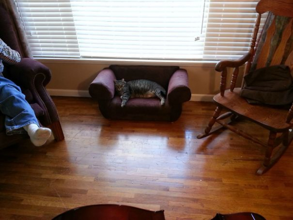 5# Když vám přijde trochu jiný rozměr gauče, než jste očekávali, radost má aspoň kočka...
