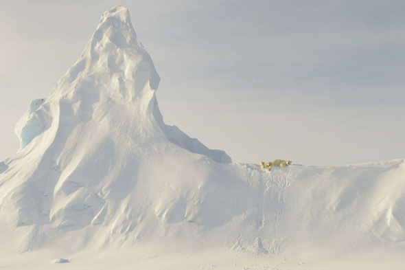 5. Čestné uznání: Lední medvědi na ledovci, Nunavut, Kanada