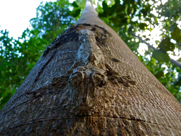 5) Z té kůry stromu na vás kouká gekon