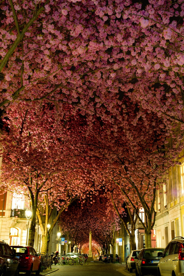 9. Krásně rozkvetlé třešně v Německu