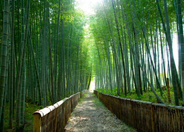 5. Bambusový les v Japonsku 