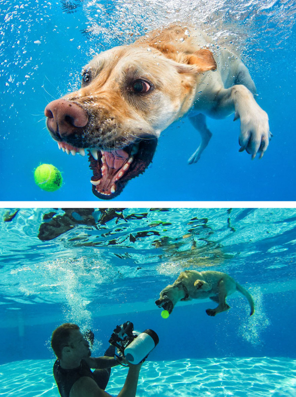 9. Zákulisí focení psů pod vodou