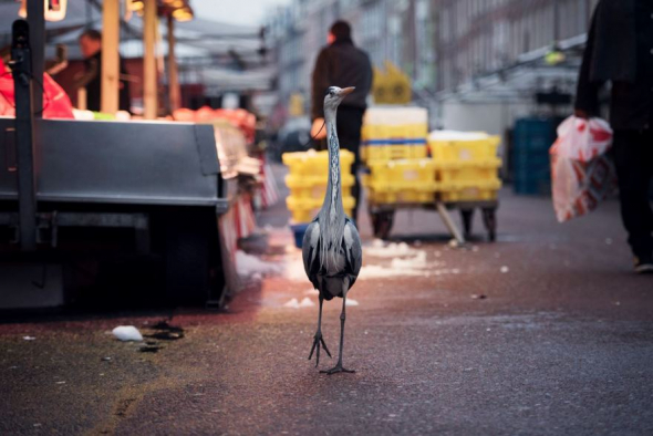 Volavka, Amsterdam, Nizozemí