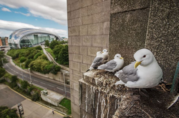 Racci tříprstí, Newcastle, Spojené království