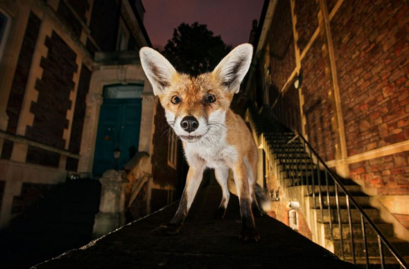 Červená liška, Bristol, Spojené království