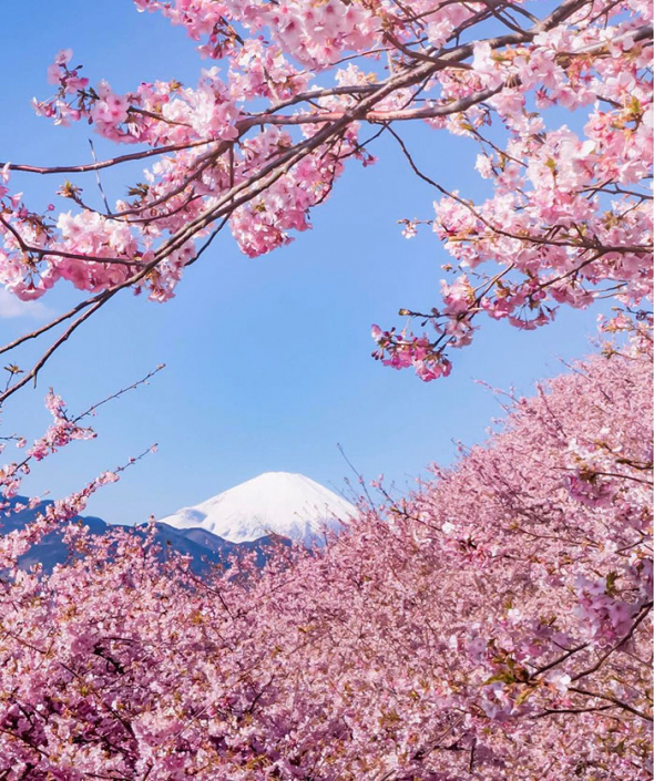Sakury v Kawazu jsou první stromy, kterou vykvetou na jaře