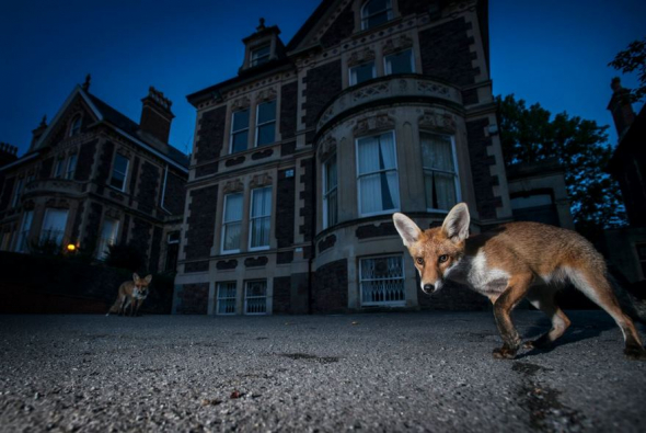 Červená liška, Bristol, Spojené království