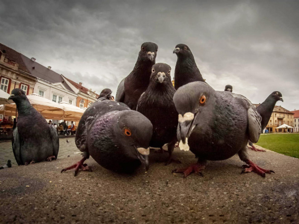 3# Holubí rodina pózuje před fotografem