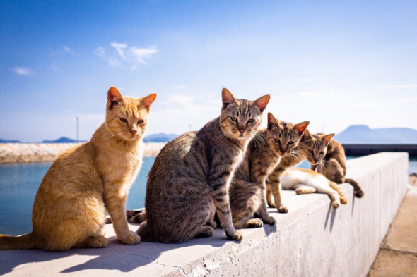 1# Nepřipomínají vám tyhle kočky náhodou přebal slavného alba světoznámé rockové skupiny? A uhádnete které?