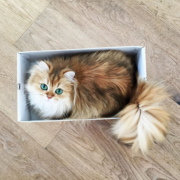 6) Kočičí bento box