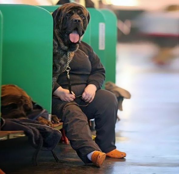 Když pes čeká na vlak...