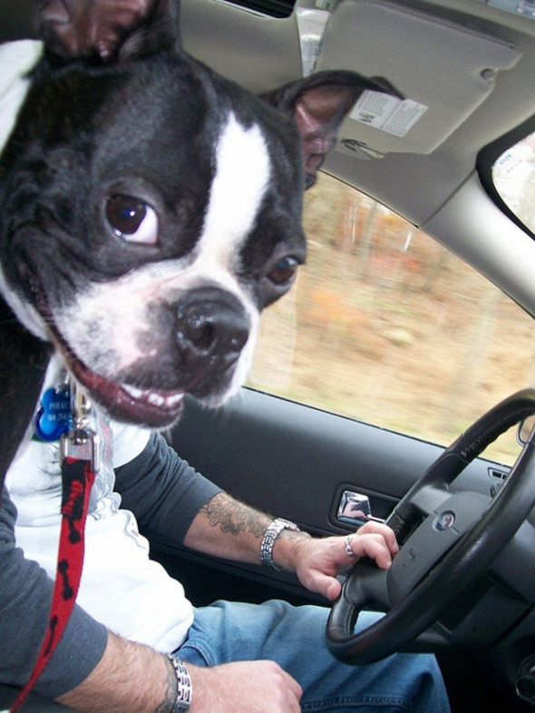 Psi si jízdu autem dokáží pořádně užít!