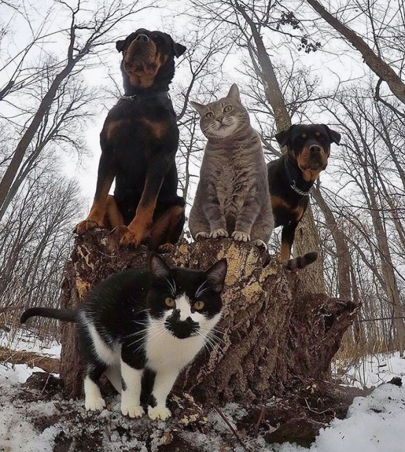 Kočky a psi vytvořily silnou skupinu!