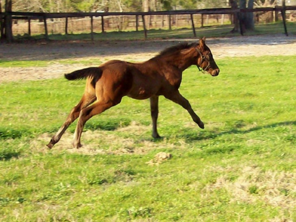 Kůň Kentucky Derby Bred – 387 072 000 Kč