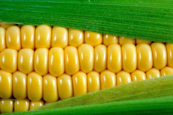 2. Kukuřice – 361 kJ/100 g
