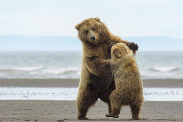 3. Medvědi umí také tancovat, ale viděli jste je tak někdy?