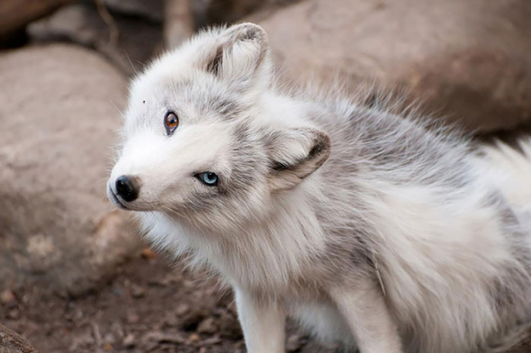 2# Heterochromie u divoce žijícího vlka