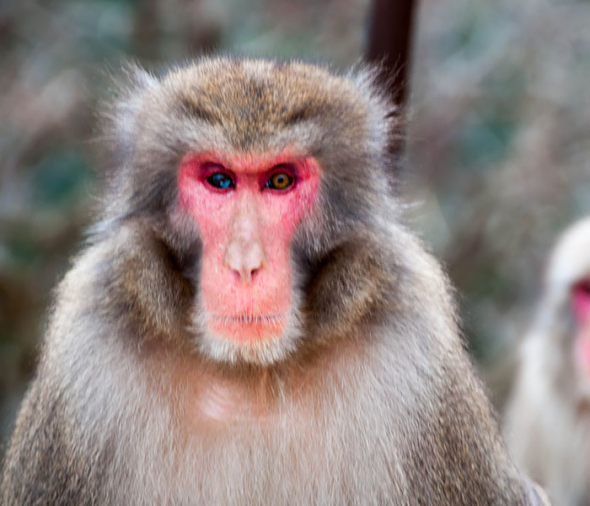 3# Vzácná genetická mutace se objevila i u africké opice - paviána