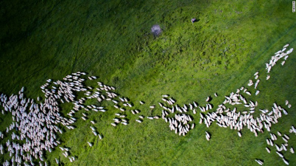 Stádo ovcí u rumunské obce Marpod