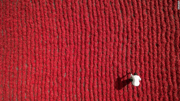 Farmář pracují na poli s čili papričkami v Gunturu v Indii